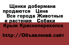 Щенки добермана  продаются › Цена ­ 45 000 - Все города Животные и растения » Собаки   . Крым,Красноперекопск